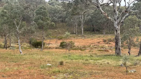 An open grassy woodland landscape with a mix of dry and green groundcover, scattered native eucalypt trees, and a gently sloping hill in the background. The area is lightly wooded, with a patchwork of rusty-orange vegetation in the mid-ground, possibly due to seasonal change or soil conditions. The trees have pale trunks and sparse canopies, typical of an Australian bushland setting. The sky above is overcast, casting a diffuse light across the scene.