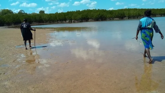 Two people are walking in shallow water near a mangrove forest under a clear blue sky.