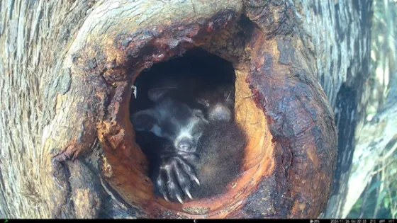 Greater glider and joey in a carved hollow at Monga National Park