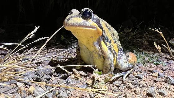 A yellow and gray frog sitting on a gravel surface surrounded by bits of grass and twigs.