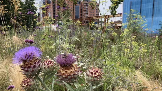 Wildflowers in bloom in a foreground with modern buildings and a construction site in the background.