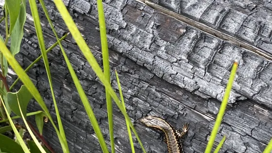 A lizard climbs on a charred log surrounded by green grass.