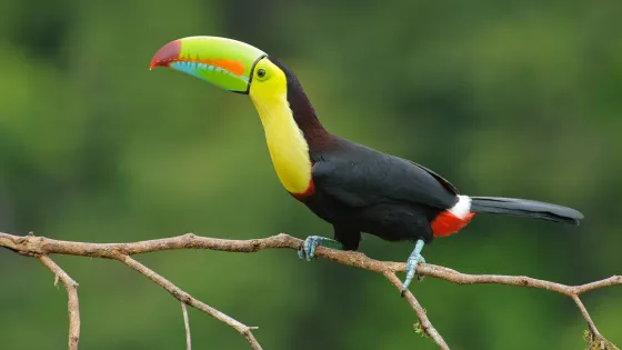 A keel-billed toucan perched on a branch against a blurred green background.