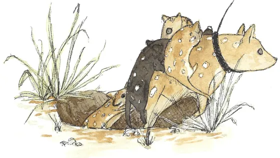 Illustration of three armadillos in a natural setting, with two lying on the ground partially covered in sand, and one standing, all surrounded by sparse vegetation.