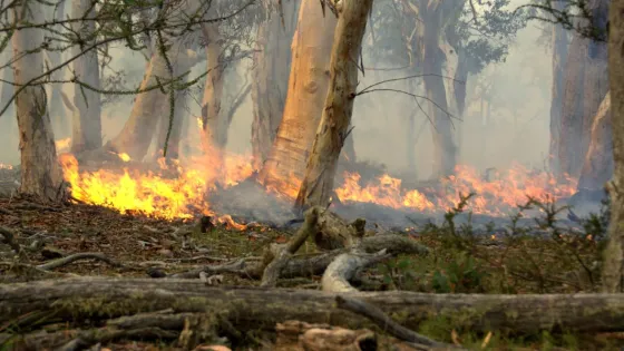 A wildfire burns through a forest with flames spreading across the ground amidst trees with peeling bark.