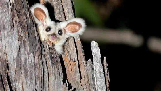 A small, nocturnal sugar glider peeks out from a hole in a textured, old tree trunk at night.