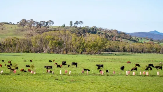 A panoramic view of a lush green pasture with grazing cattle, hills in the background, and a clear blue sky.