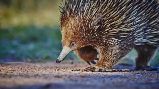 An echidna walking across a dirt path, with its long snout and spiky back clearly visible.