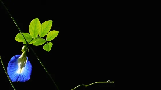Light shines on a flower and leaves against a black background.