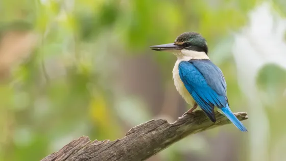 A blue and white kingfisher bird perched on a branch with a blurred green background.