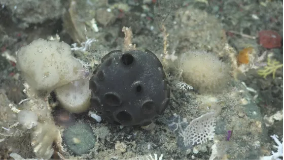 An image of a sea sponge. The sea sponge is dark in colour, rounded in shape.