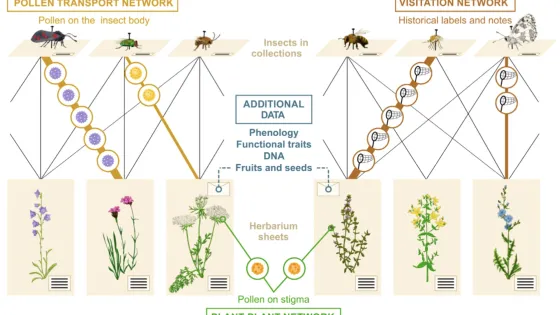 An infographic depicting the networks of pollen transportation, visitation, and plant-plant interactions among various flowers and insects, annotated with related scientific data.