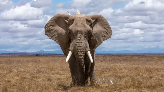 An elephant stands facing the camera with two birds perched on its head in a grassy savannah under a cloudy sky.