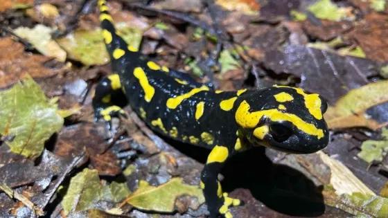A black and yellow salamander rests on a leaf-covered forest floor.