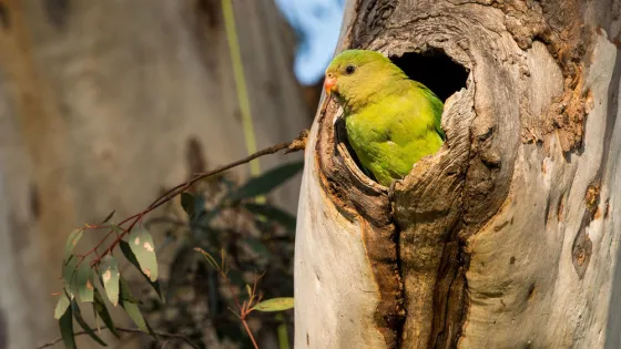 A green parrot peeks out from a hole in a tree trunk.