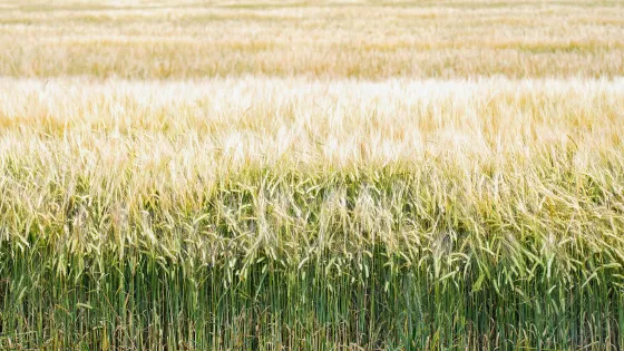 A field of wheat.