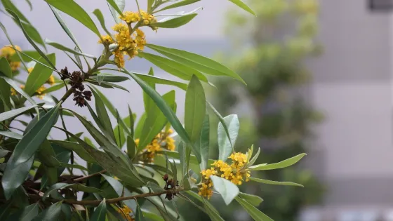 Yellow flowers bloom on a green shrub with slender leaves, against a soft-focus building background.