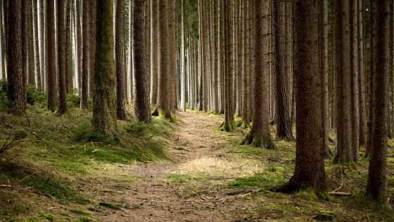 A path winds its way through a forest