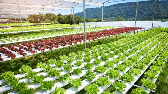 Hydroponic farm with rows of green and red lettuce growing under white protective canopies, overlooking a scenic mountain range.