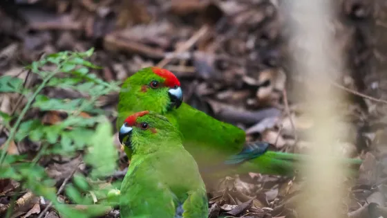 Two green parrots with red foreheads are perched on the ground among leaves.