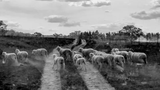 A black and white photo of a flock of sheep walking along a dirt path in a rural landscape.