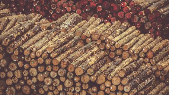 rows of sawn timber and logs
