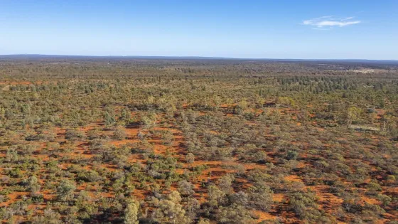 trees growing on red earth for carbon capture and removal projects