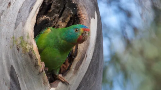 A vibrant green parrot peeking out from a hole in a tree trunk.