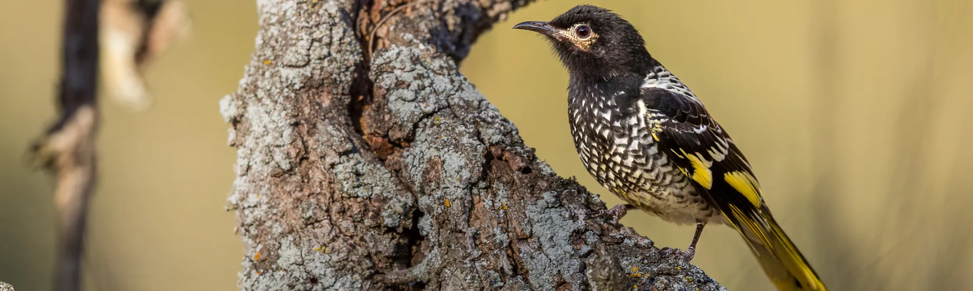 A regent honeyeater stands on a branch and faces the camera.