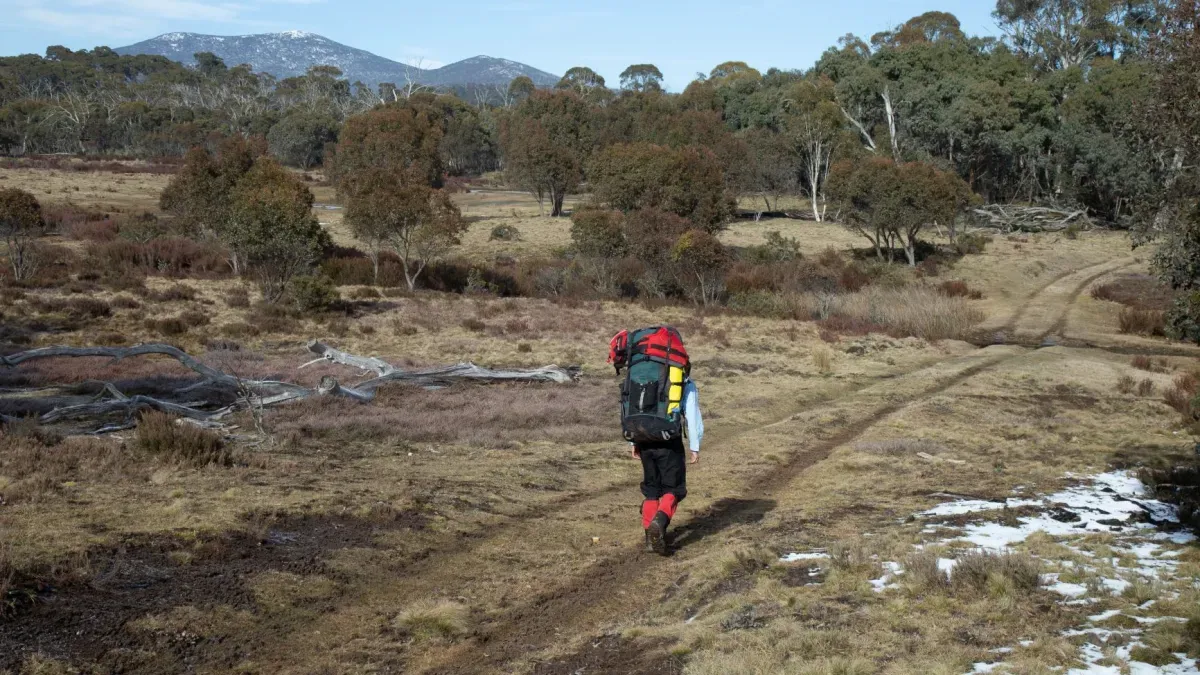 Walking through a paddock with woodlands in the distance.