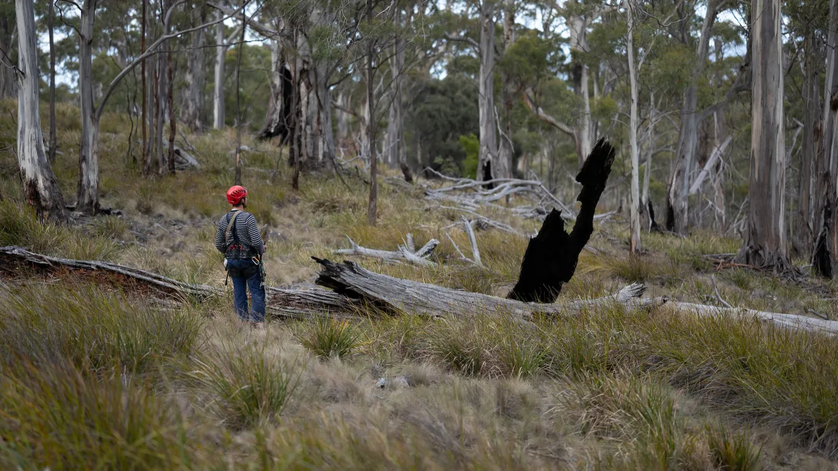 An ecologist walks through bushland on Bruny Island, Tasmania.