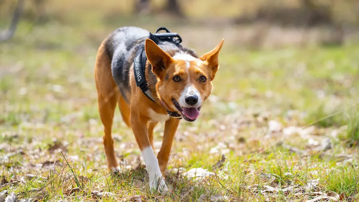 Koda the dog stalks through the grassy woodland environment.