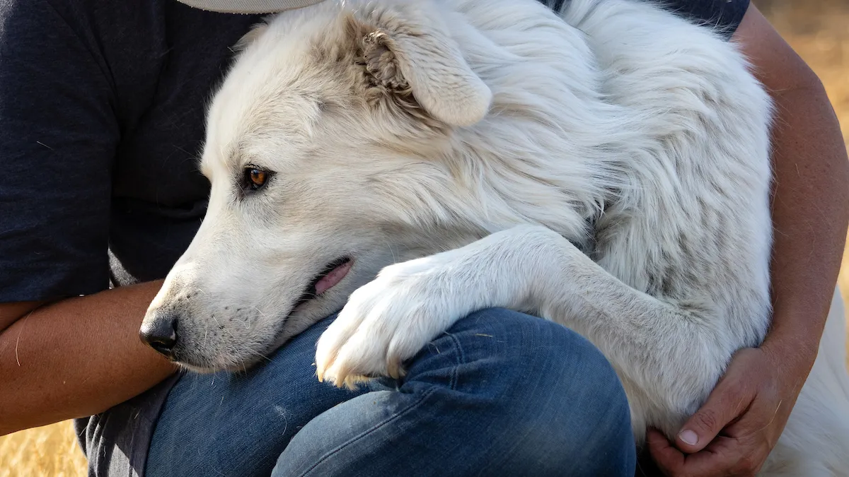 White dog close up