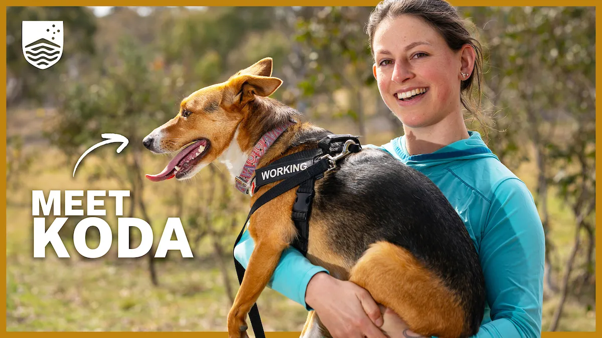 Preview image for the video "A nose for ecology: this clever dog sniffs out lost GPS devices in the bush".