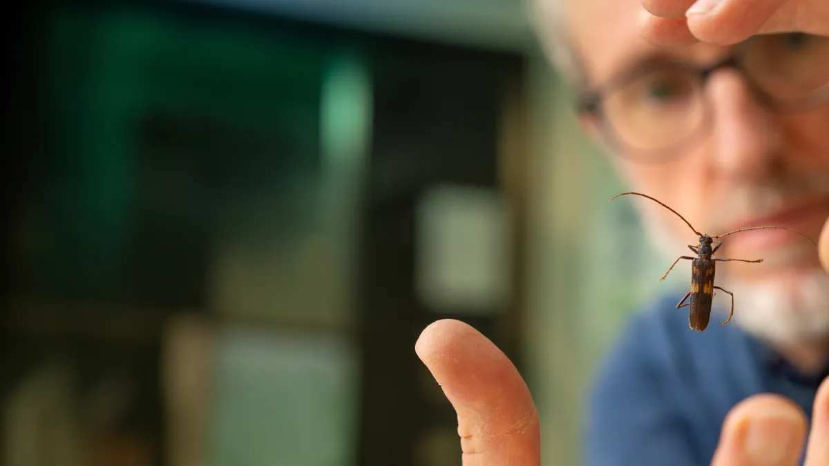 Matthew Brookhouse holds a beetle out in front of him in a lab.