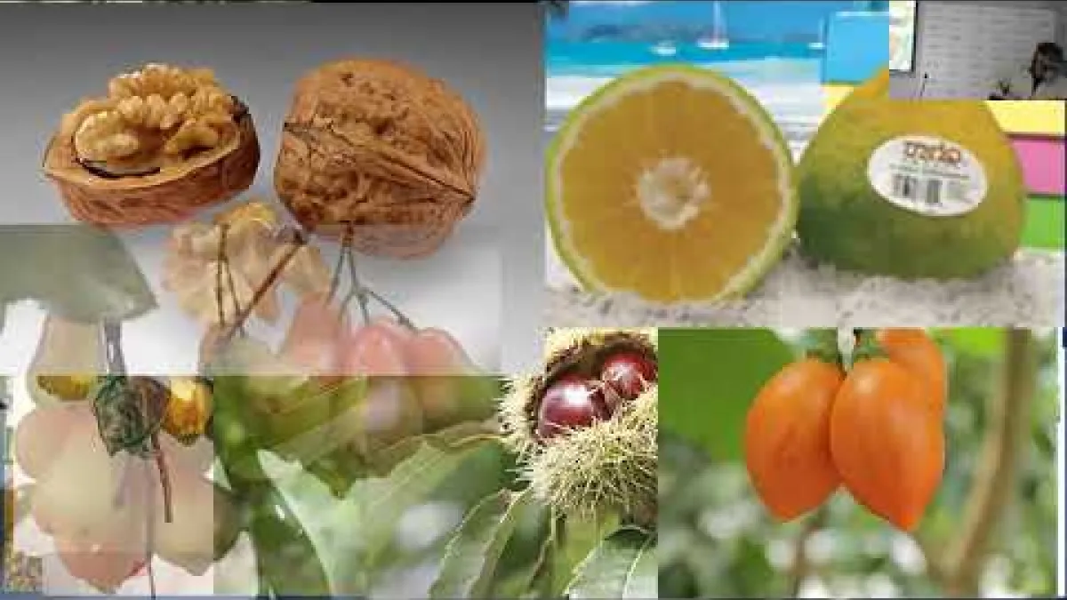 Preview image for the video "Tree Gastronomy: Trees are more than just fruits and berries - with A/Prof Cris Brack".