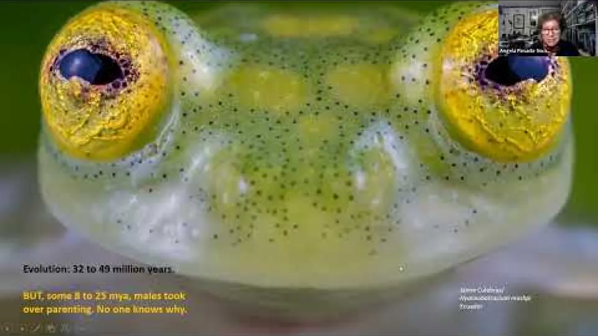 Preview image for the video "Public Seminar - Amphibian Biodiversity in Colombia".