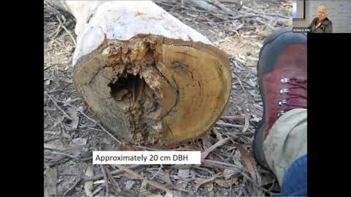 Preview image for the video "Affiliates Seminar - Contemporary perspectives in vegetation science.".