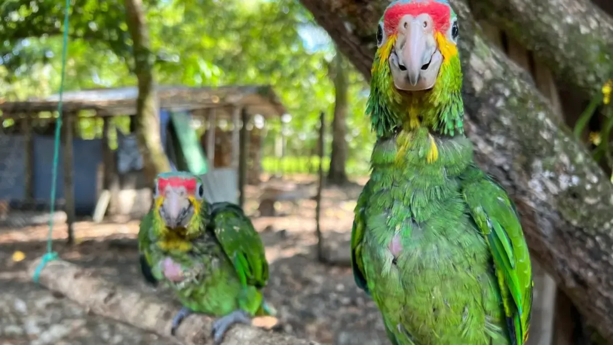 Two green, yellow and ref parrots sit on a branch and face the camera.