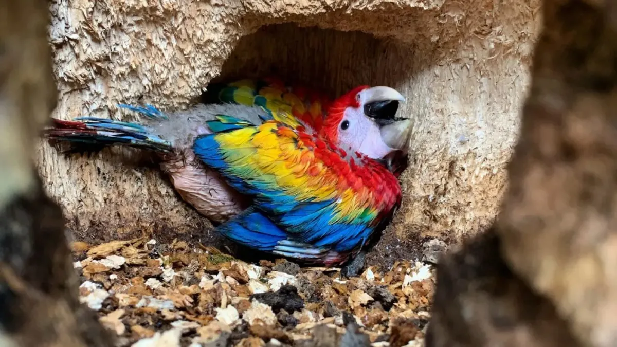 A red, blue, yellow, green and white macaw sits in a burrow-like nest.