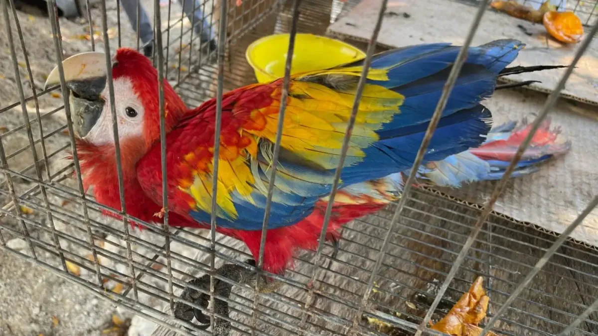 A red, yellow and blue macaw sits in a cage.