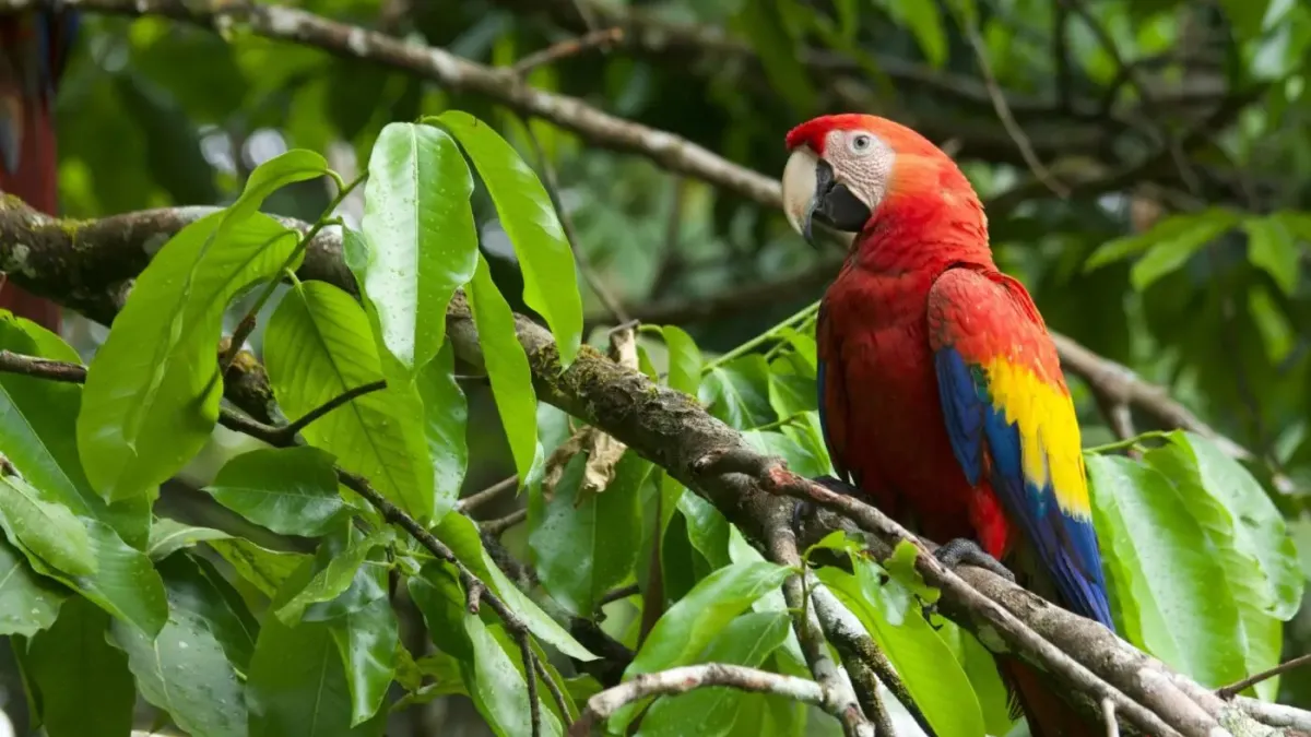 A red, blue and yellow macaw sits on a branch in a rainforest, surrounded by bright green leaves. It faces the camera.