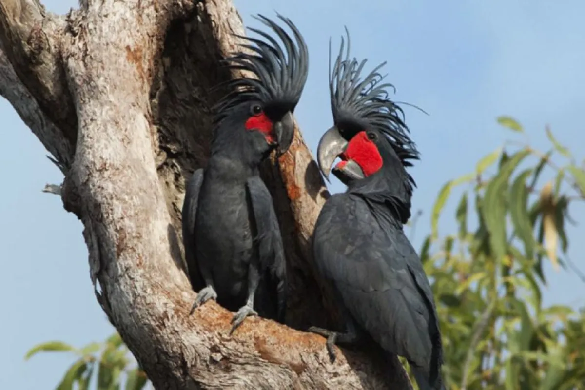 Two Palm Cockatoos in a tree