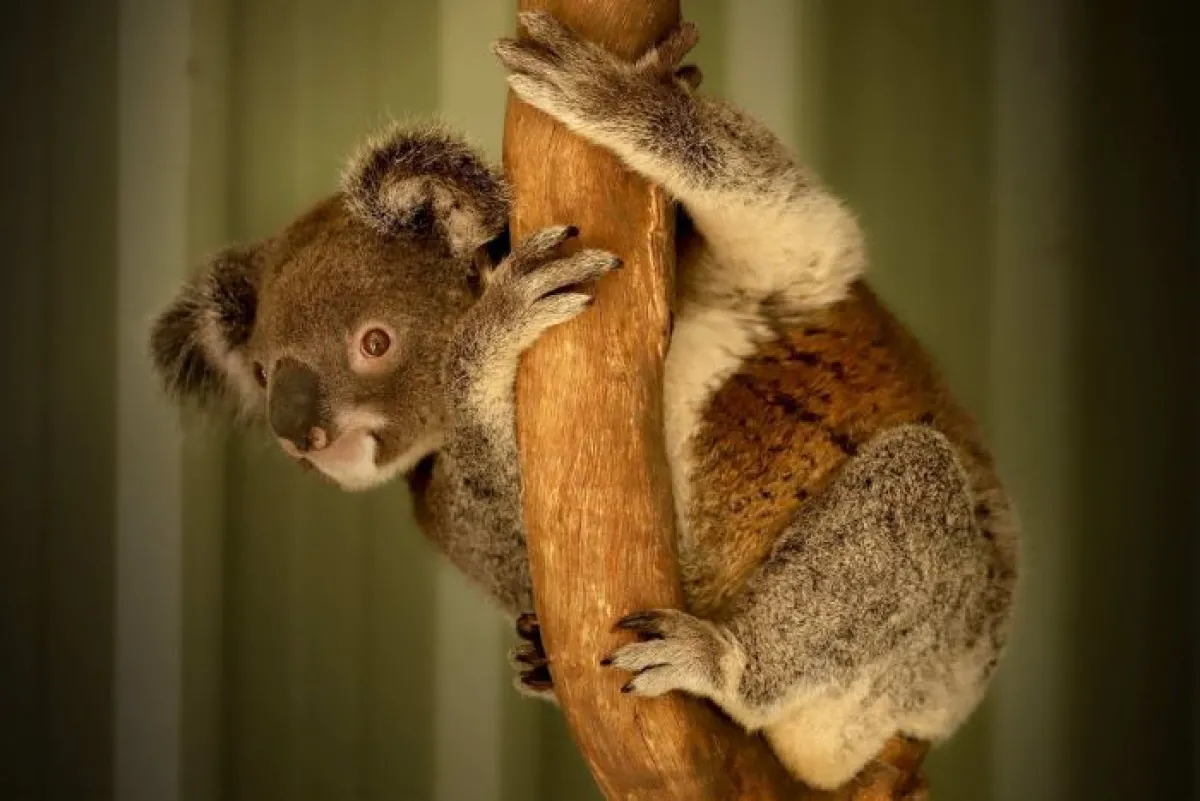 A rescued koala at the Ipswich Koala Protection Society (ABC News: Chris Gillette)