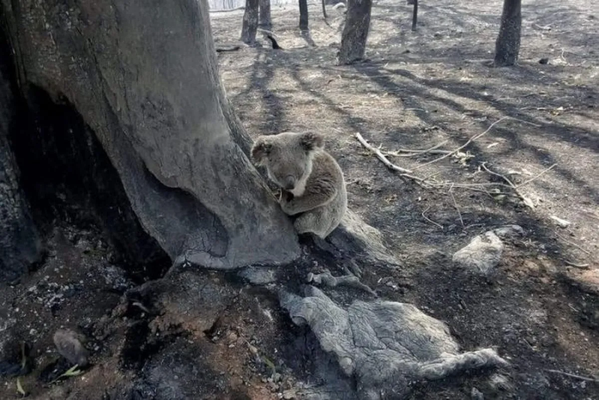 A Koala in a burnt landscape