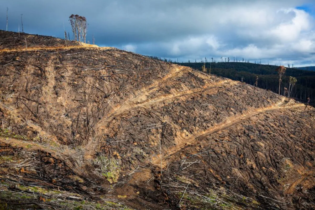 A logging coupe on the slope of Mount Matlock had slopes that measured at 34 degrees.