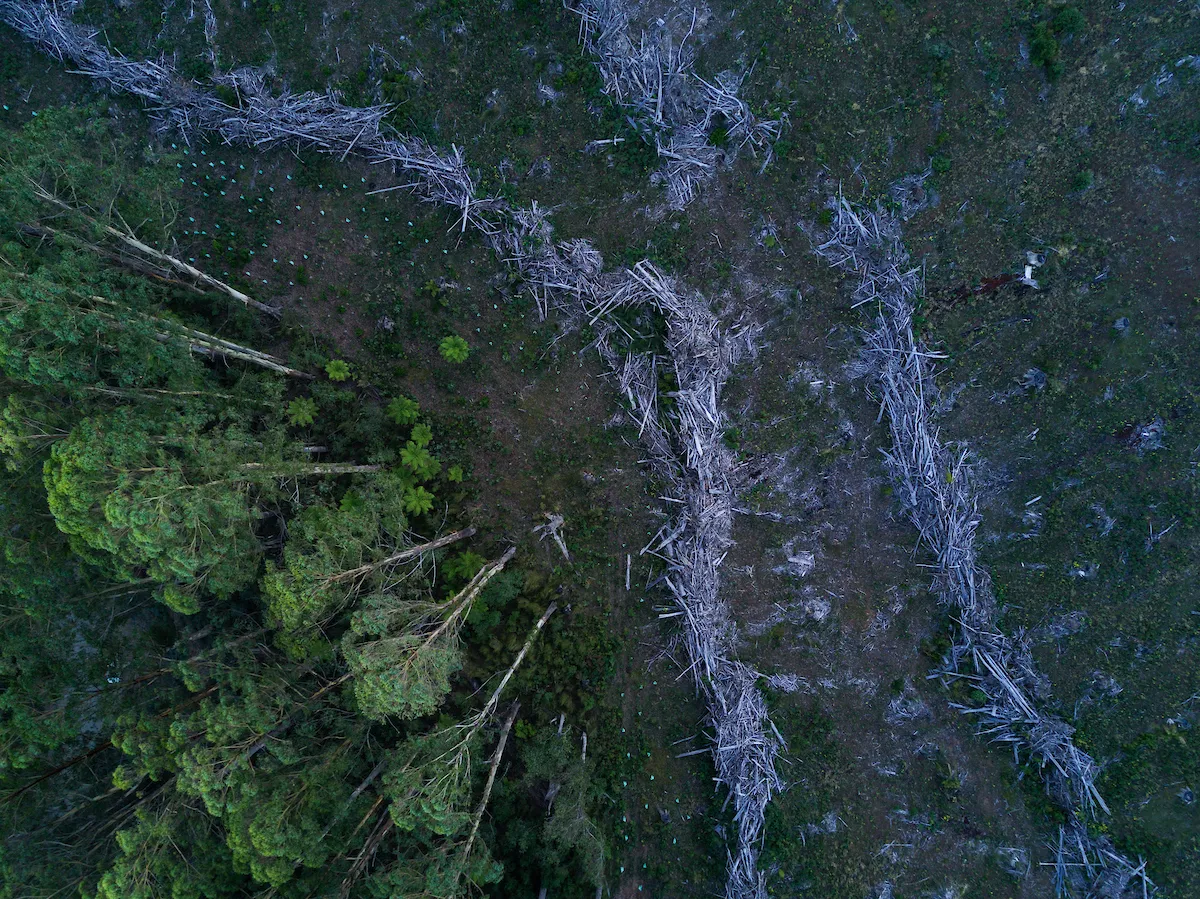 A birds eye view of an Australian forest that has been half cleared of trees.