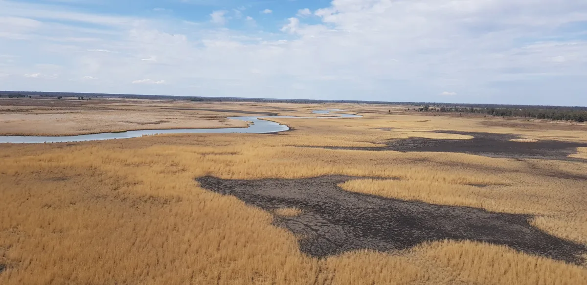 The Great Cumbung Swamp