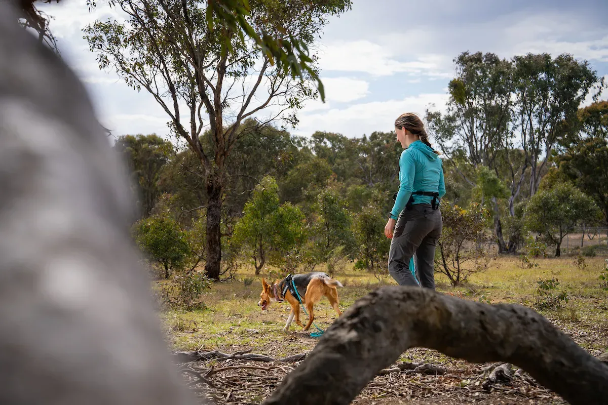 Ecologist Shoshana and her dog, Koda, walk through a woodland environment in search of GPS trackers.