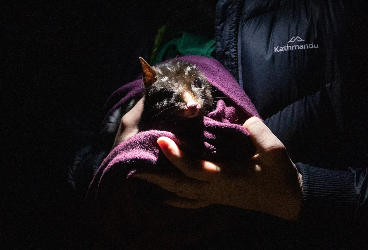 A dark morph Eastern Quoll sits wrapped in a blanket in the hands of an ecologist at night with a spotlight shining on it.